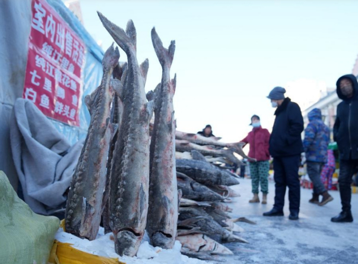  2023年1月9日在黑龙江省抚远市“东极鱼市”拍摄的待售鲟鱼。新华社记者 王建威 摄