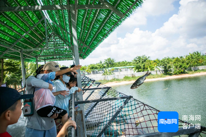 市民游客在海南鳄珍鳄鱼产业园投喂鳄鱼。东方融媒供图