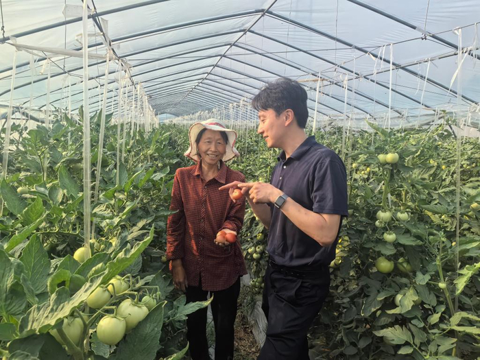 6月11日，蒿坪村驻村第一书记水名岳（右）与村民在蔬菜大棚交流西红柿长势和销路。（受访者供图）