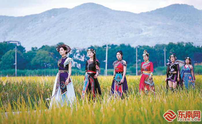 畲族时装稻田实景秀