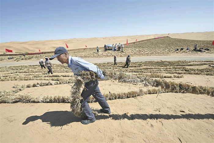 图为当日，治沙工人在位于长流水村的腾格里沙漠东南缘扎草方格。 新华社记者 王鹏 摄