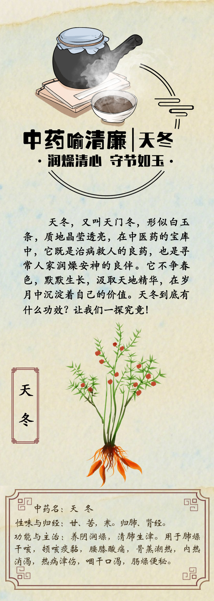 中药喻清廉丨天冬：润燥清心 守节如玉