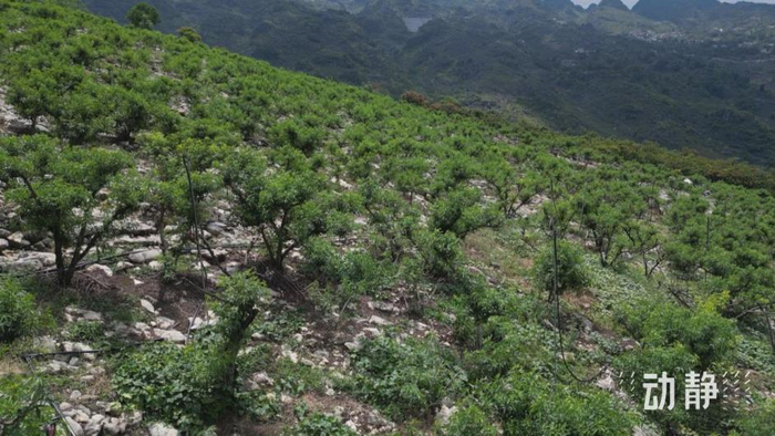 石漠化土地上的花椒林