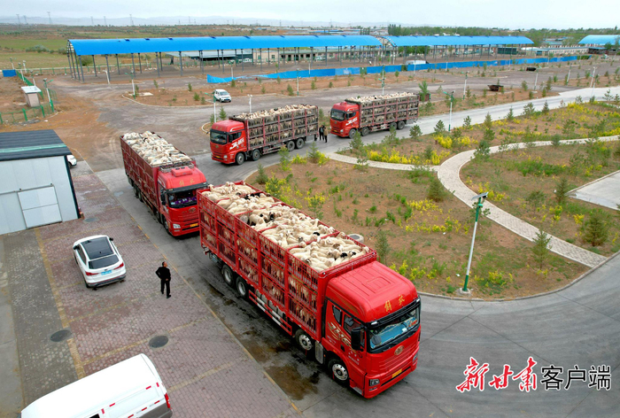 每天都有大量肉羊从古浪县八步沙羊产业链服务中心外运。新甘肃·甘肃日报记者 金奉乾摄