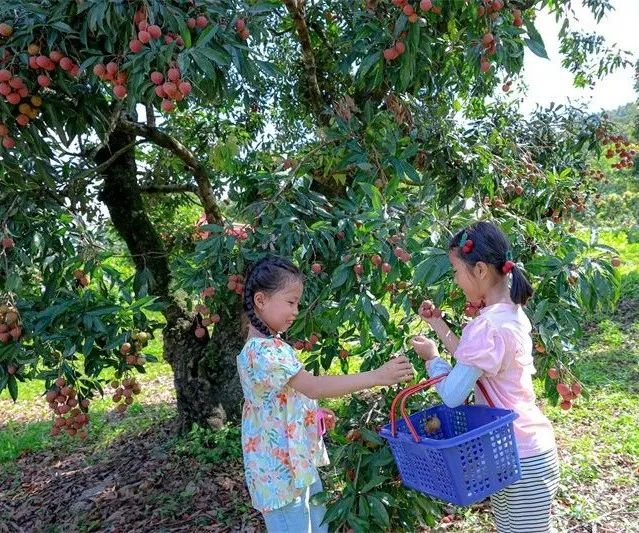 体验采摘荔枝的乐趣
