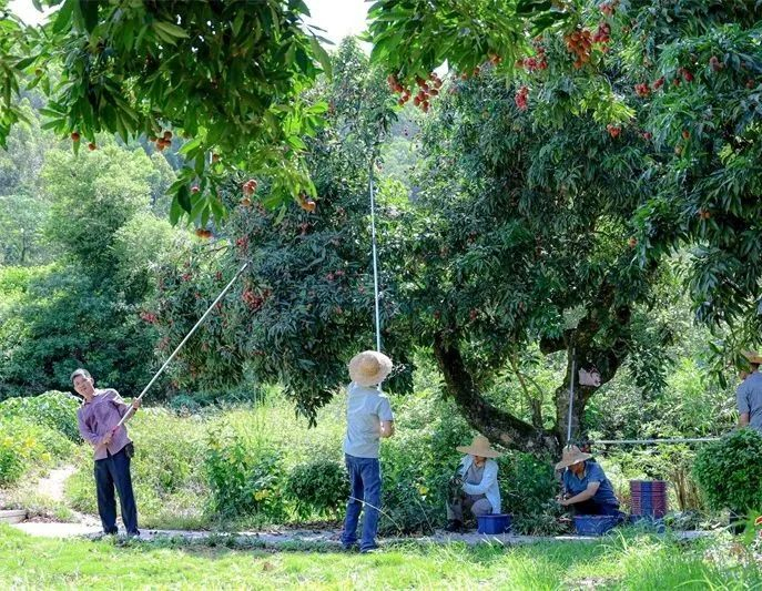采摘荔枝