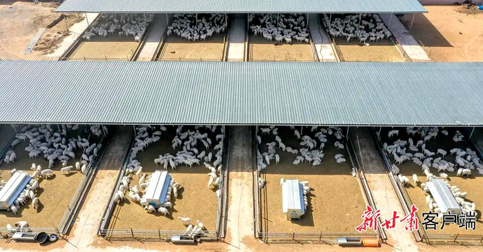 古浪县大靖镇现代养殖产业园。古浪县融媒体中心供图