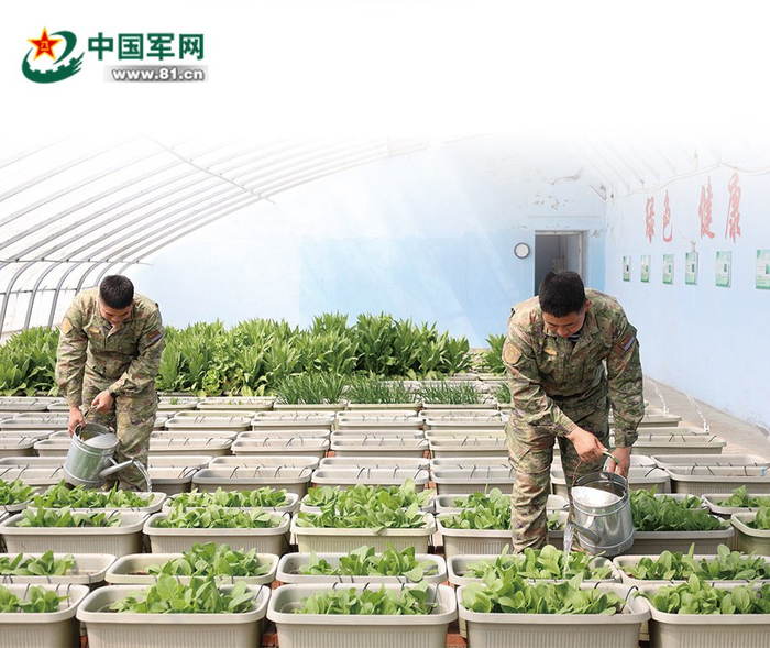 驻朝连岛官兵在岛上的蔬菜大棚种植蔬菜。