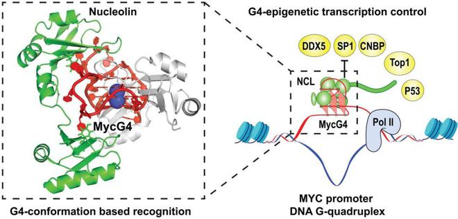 （来源：Science）