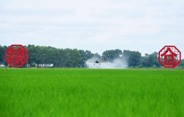 　　  7月1日，在北大荒集团黑龙江绥滨农场有限公司龙泉管理区，一架农用飞机进行航化作业（无人机照片）。新华社发（李兴摄）