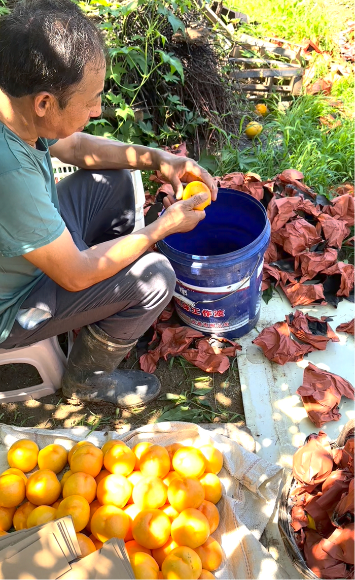 平谷大桃正值采摘季。受访者供图