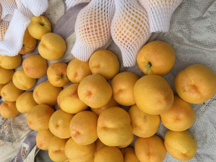 平谷区刘家店镇桃农种植的黄油桃。受访者供图