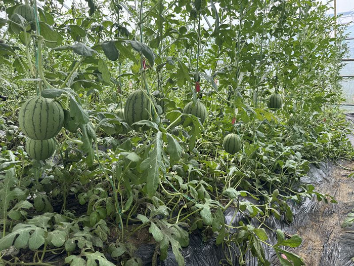 资料图：昌平区一农业合作社种植的西瓜。新京报记者 耿子叶 摄