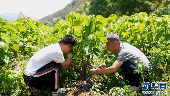采集桑叶（6月17日摄）。新华网发（李颖 摄）