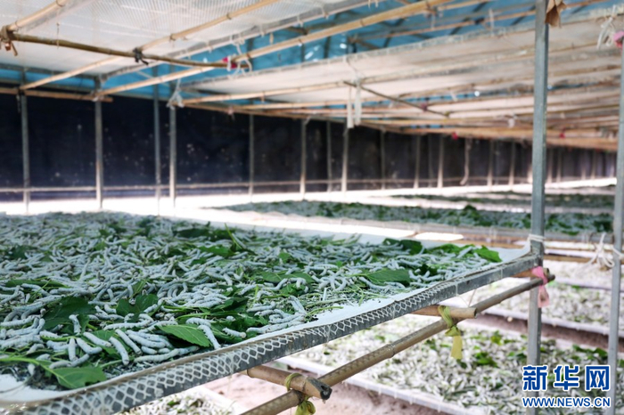 养蚕（6月17日摄）。新华网发（李颖 摄）