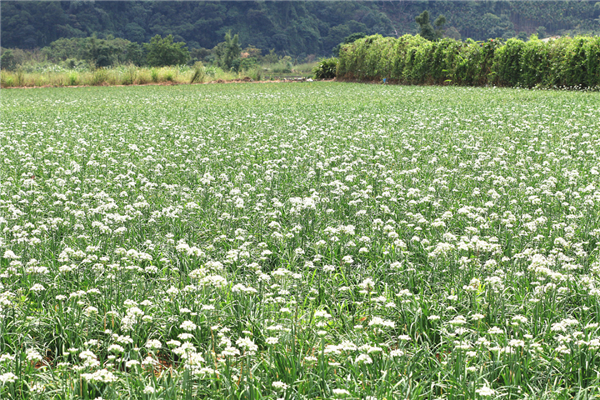韭菜花田 图片来源：veer 图库