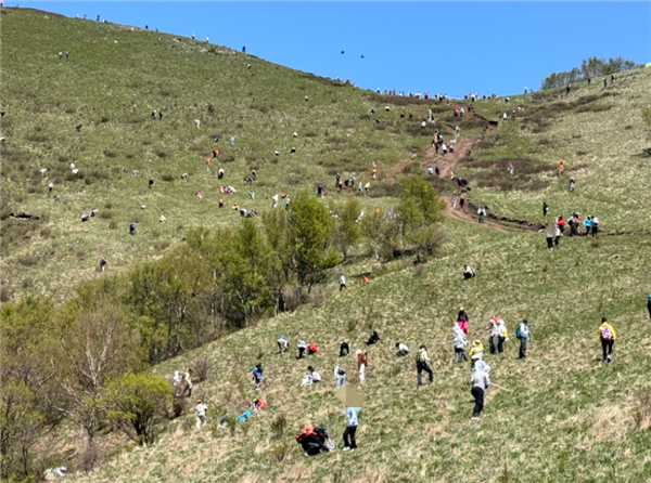 北灵山集体“割韭菜”场景 图片来源：北京晚报