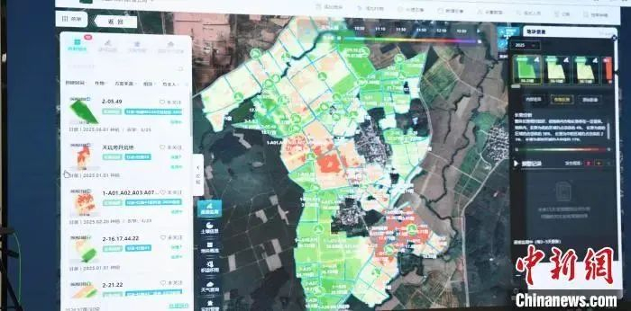 甘蔗种植AI大模型系统展示相关数据。林浩　摄