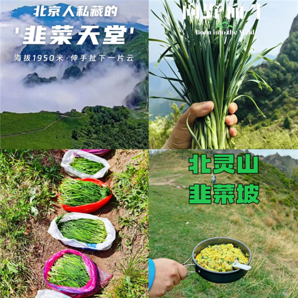 北灵山“花式”割韭菜 图片来源：北京晚报