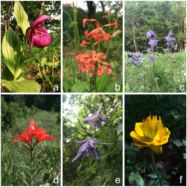 华北高山草甸的野花 大花杓兰（a）、胭脂花（b）、花荵（c）有斑百合（d）、长瓣铁线莲（e）、金莲花（f）图片来源：作者