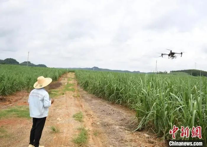 甘蔗智慧农场内，工作人员利用无人机作业。林浩　摄