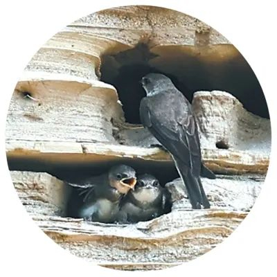 巢中的崖沙燕。梁子栋摄