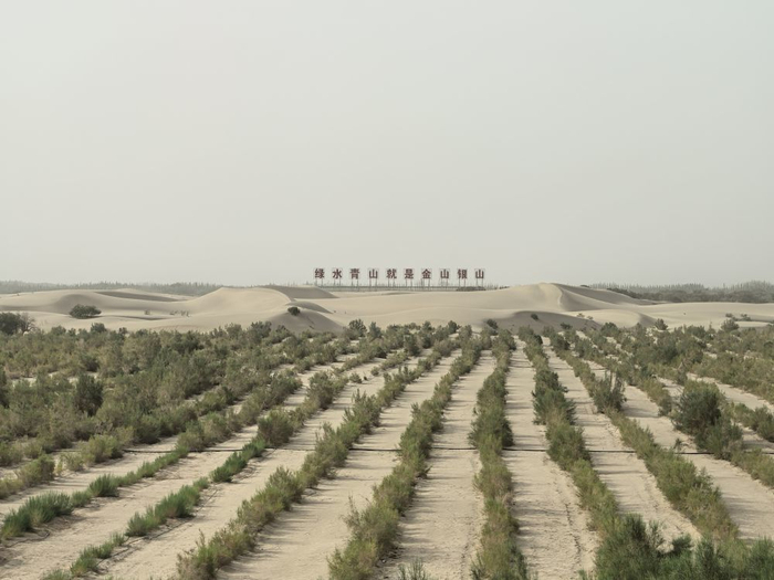 　　6月27日，麦盖提县防风固沙生态林一角。（新华社记者 顾煜 摄）