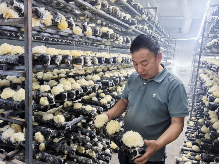 　　6月24日，在“鲁疆情”食用菌生态科技示范园内，企业负责人韩文良展示培育的银耳。（新华社记者 顾煜 摄）