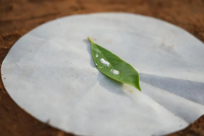 △在云南红河地区野外勘探现场浸取获得的稀土粗矿。（摄影/王金臣）