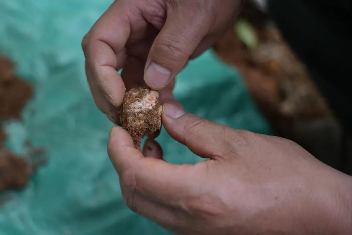 △富含稀土的土壤。（摄影/李士萌）