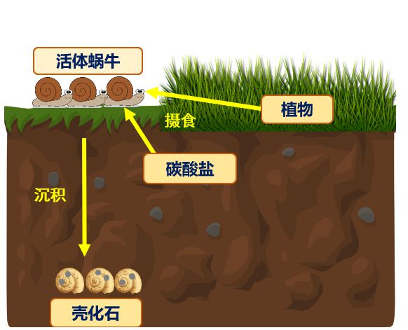 蜗牛壳化石碳来源示意图