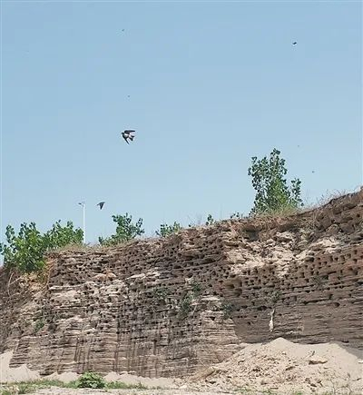 河北省正定县054县道滹沱河交通桥一侧沙岛上的崖沙燕巢。邵玉姿摄