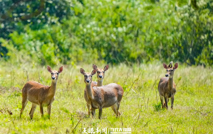 海南东方大田国家级自然保护区，坡鹿在休息。海南日报记者 陈元才 摄