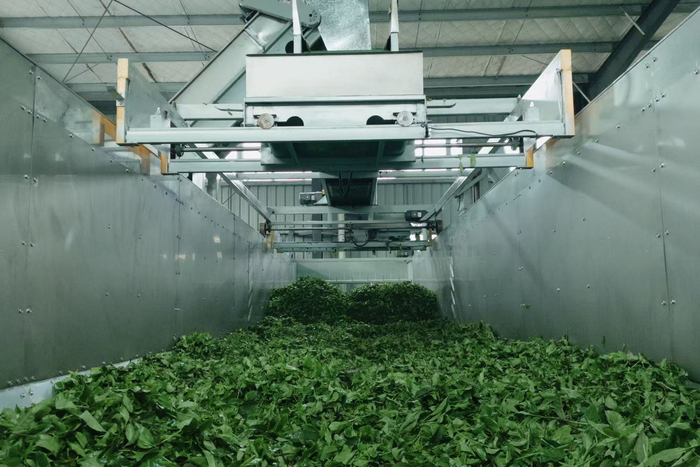 桑禾公司碾茶生产线