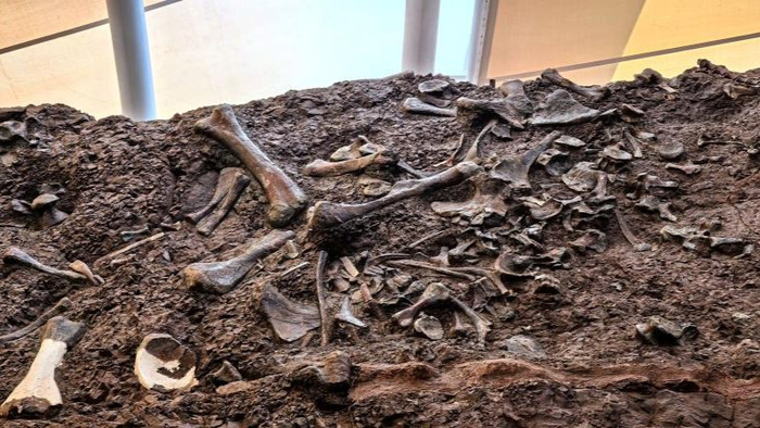 恐龙化石墙（央广网发  受访方供图）