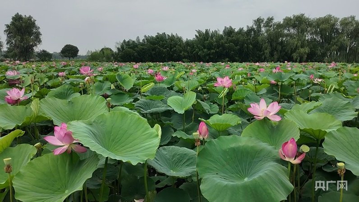 溱湖国家湿地公园内荷花盛开（央广网记者  顾炀威  摄）