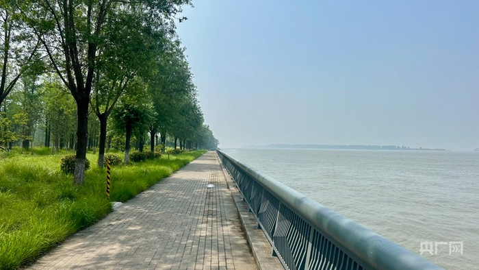 泰兴长江生态湿地与绿色廊道内绿树成荫（央广网记者  顾炀威  摄）