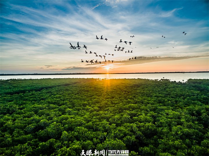 海口市演丰镇东寨港。海南日报记者 李幸璜 摄