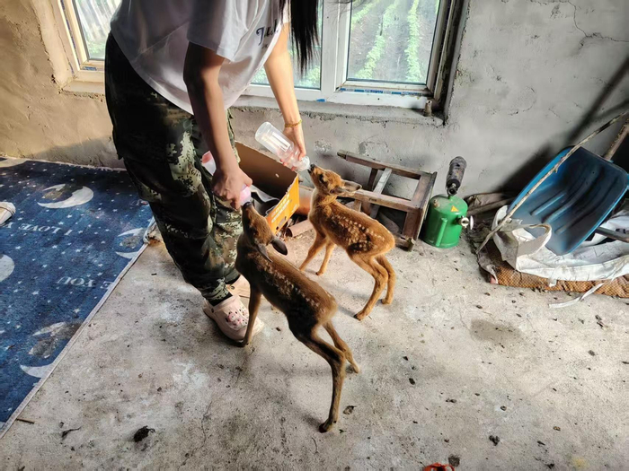 小狍崽喝奶