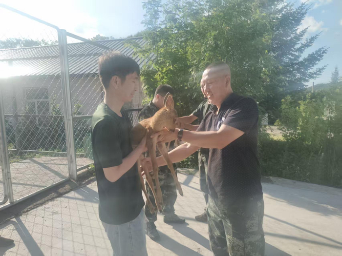 交接小狍崽