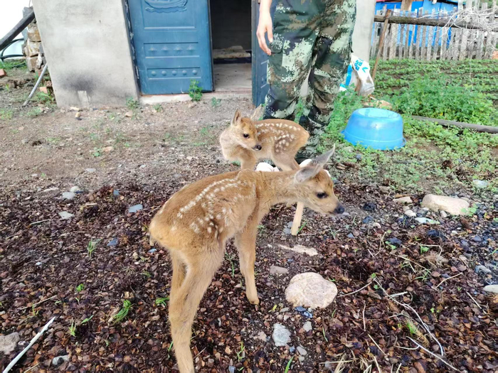 小狍崽茁壮成长