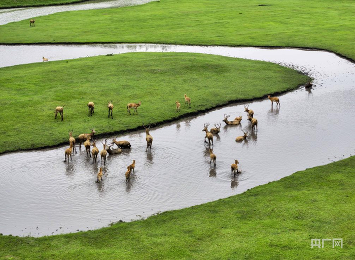 麋鹿在溱湖国家湿地公园内自在嬉戏（央广网记者  顾炀威  摄）