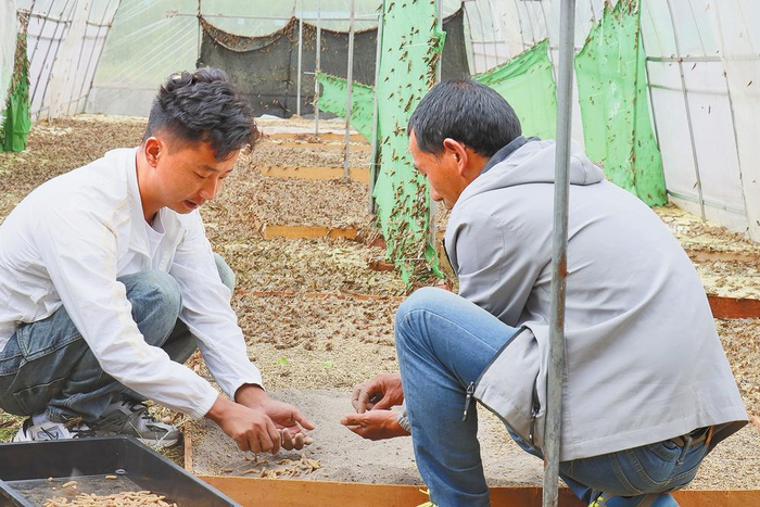 工作人员在蚂蚱养殖基地里挑拣蚂蚱卵。 供图