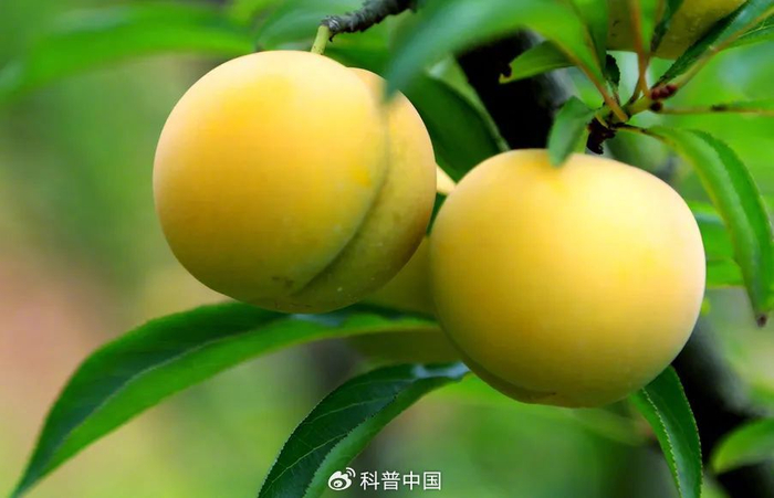 图源：镇宁蜂糖李官网 