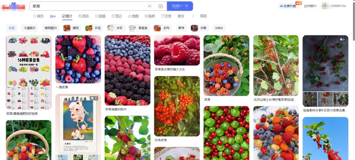 大众认知的浆果 图源：某搜索平台