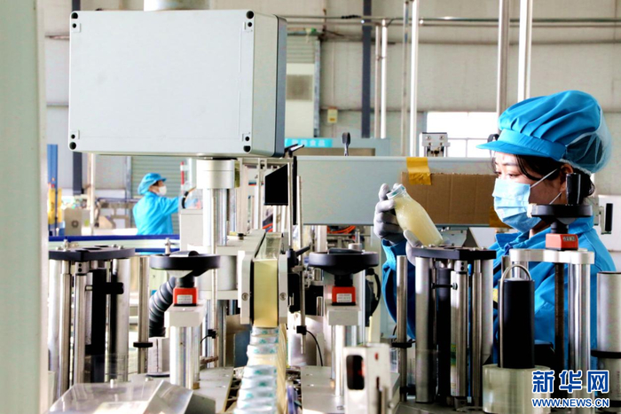 江西广昌一企业的莲子汁自动生产线。新华网发 徐维栋 摄