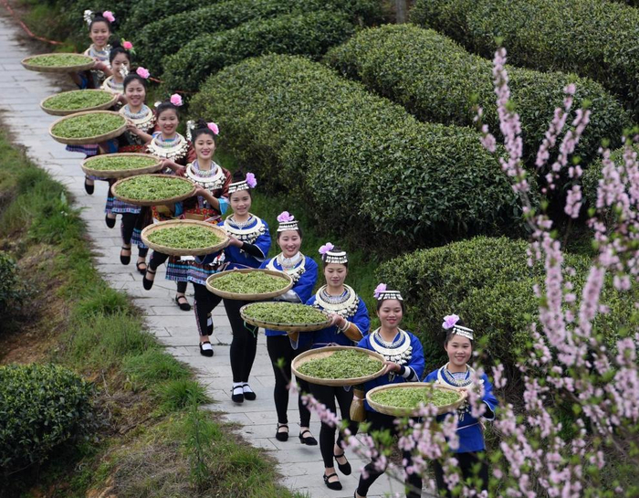 　　三江侗族自治县春茶丰收。 龚普康 摄