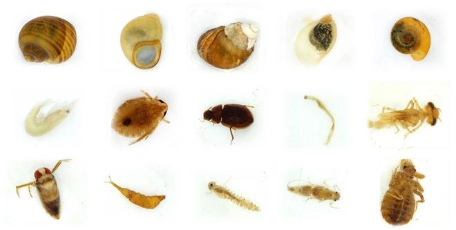 ▲武汉湖泊中蕴藏着丰富的底栖动物种类，图源“中科院之声”公众号（下同）