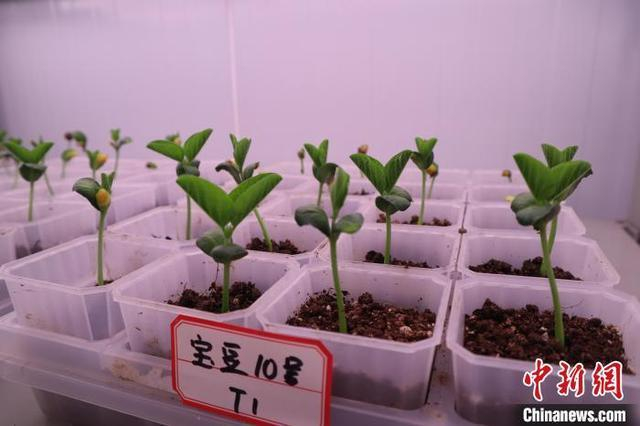 图为宝鸡生物育种实验室内的样本。 李一璠 摄