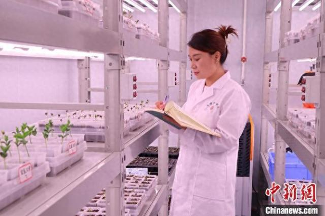 7月9日，宝鸡生物育种实验室内，科研人员正在记录样本数据。 李一璠 摄